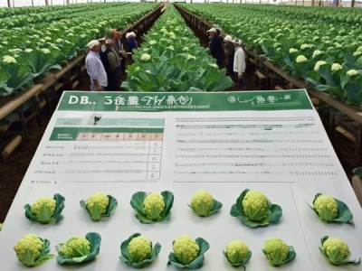 DB43/T 573-2010 花椰菜分级标准深度解析及实践应用